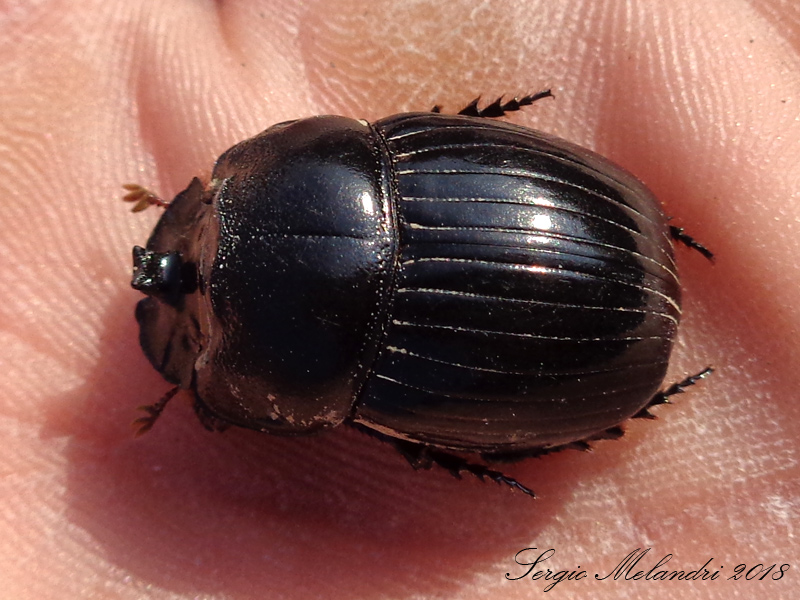 Scarabeidae: Copris lunaris